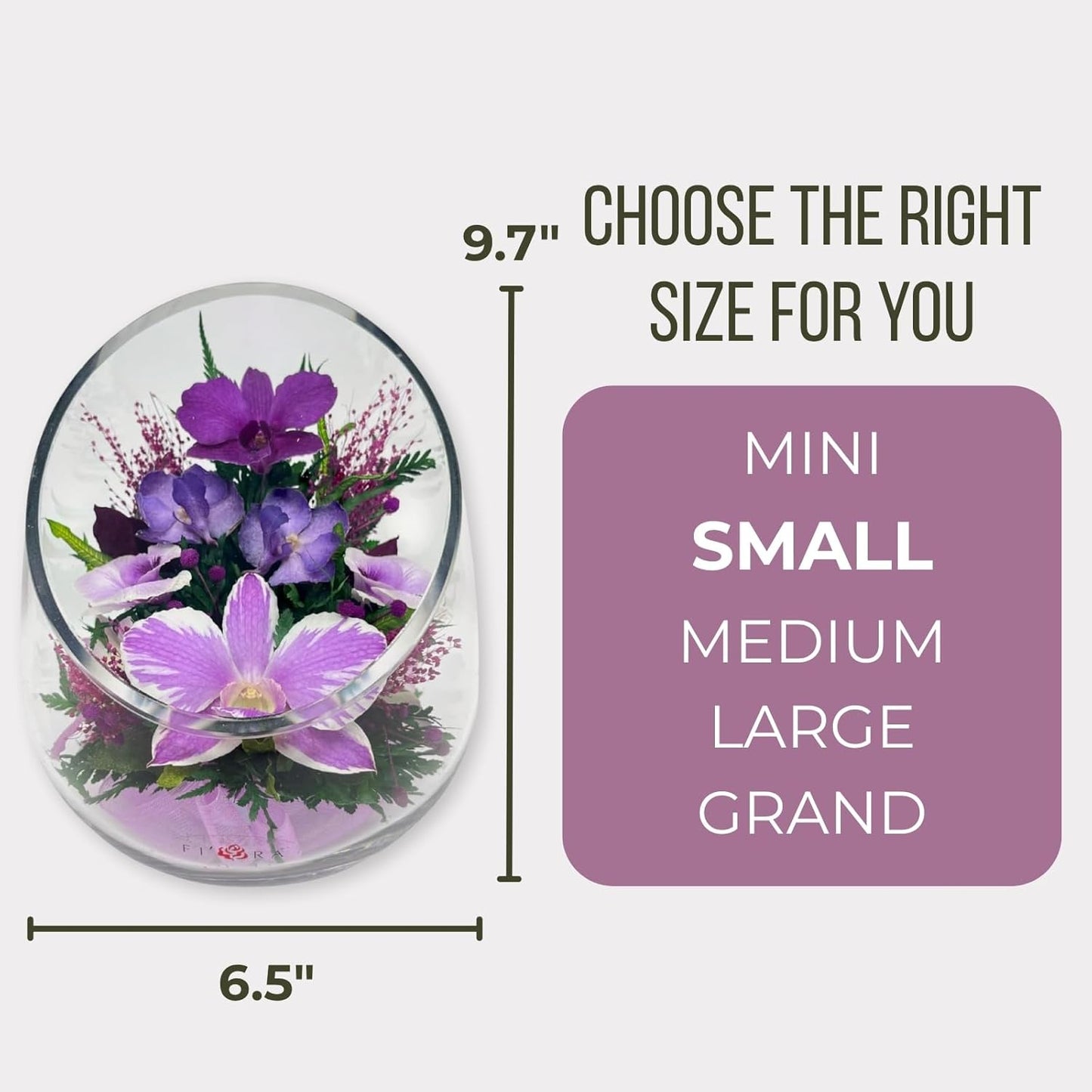 Fiora Flower Elegant Orchid Arrangement in Glass Vase | Preserved Real Orchids Lasting 5 Years | Ideal for Home Decor or Romantic Gift