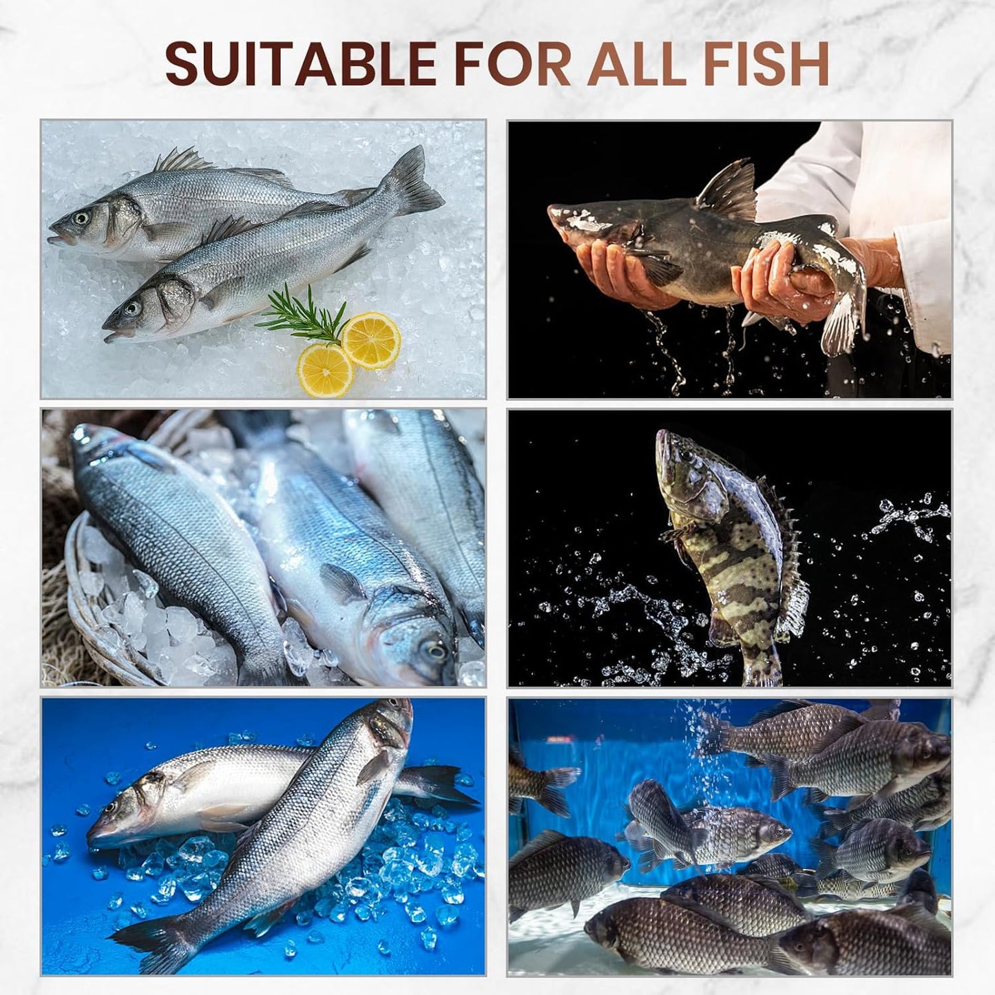 Sharp Stainless Steel Fish Scaler, 2025 NEW 304 Stainless Steel Fish Scaler Remover, Sawtooth Fish Descaler Tool for Family Kitchen, Seafood Markets (2PCS)